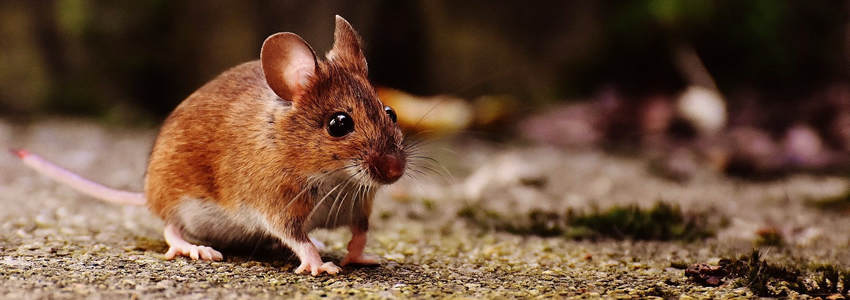 pest control services in Addis Ababa Ethiopia