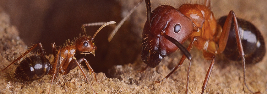 pest control services in Addis Ababa Ethiopia