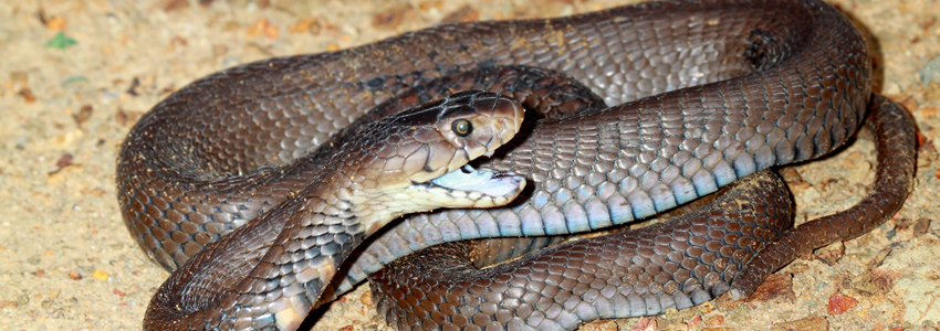 pest control services in Addis Ababa Ethiopia