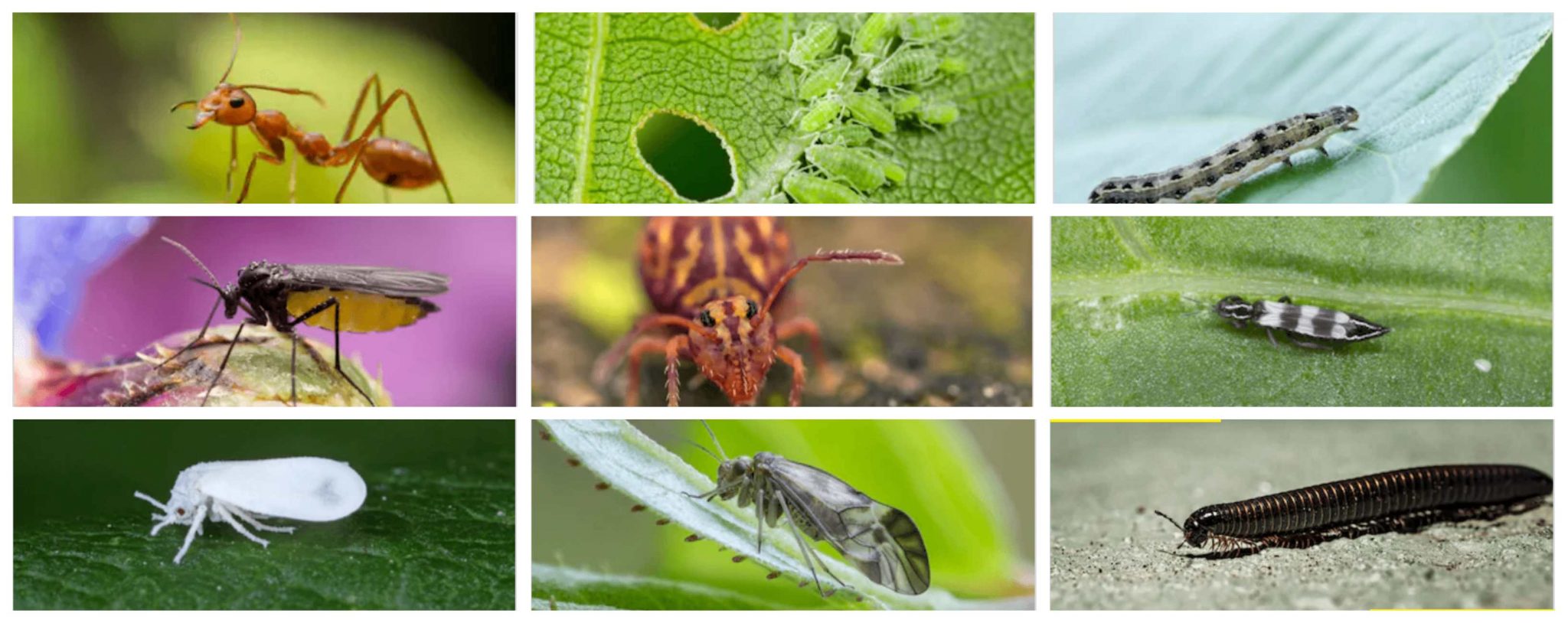 pest control services in Addis Ababa Ethiopia